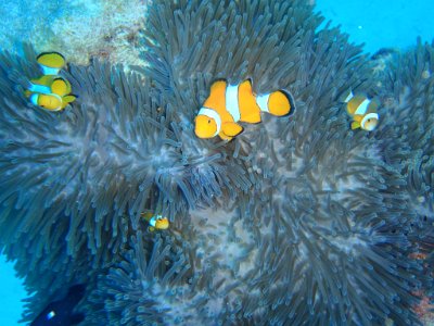 Day 16 Similan Islands